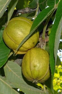 Mockernut Hickory Tree (Carya Tomentosa) - 3 Pack Of 1.5 Quart Pots -Garden Plant Shop carya tomentosa mockernut hickory tree 3