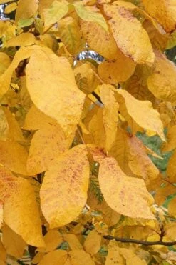 Mockernut Hickory Tree (Carya Tomentosa) - 3 Pack Of 1.5 Quart Pots -Garden Plant Shop carya tomentosa mockernut hickory tree 4