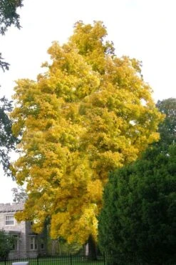 Mockernut Hickory Tree (Carya Tomentosa) - 3 Pack Of 1.5 Quart Pots