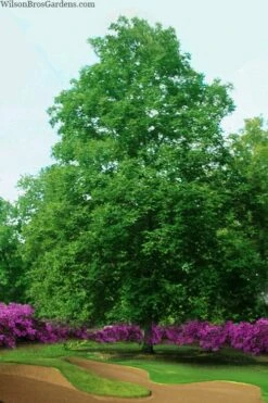 Mockernut Hickory Tree (Carya Tomentosa) - 3 Pack Of 1.5 Quart Pots -Garden Plant Shop carya tomentosa mockernut hickory tree 7