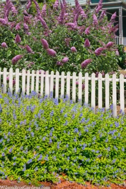 Beekeeper Blue Mist Shrub (Caryopteris) - 3 Gallon Pot -Garden Plant Shop caryopteris beekeeper bluebeard 5