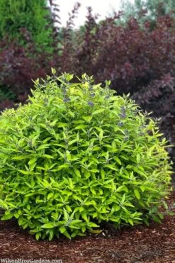 Beekeeper Blue Mist Shrub (Caryopteris) - 3 Gallon Pot -Garden Plant Shop caryopteris beekeeper bluebeard 6