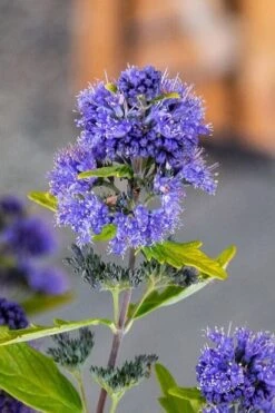 Beekeeper Blue Mist Shrub (Caryopteris) - 3 Gallon Pot -Garden Plant Shop caryopteris beeker bluebeard 2