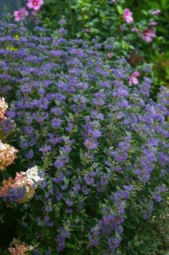 Beyond Midnight Blue Mist Shrub (Caryopteris) - 3 Gallon Pot -Garden Plant Shop caryopteris beyond midnight blue mist shrub 1
