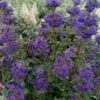 Beyond Midnight Blue Mist Shrub (Caryopteris) - 3 Gallon Pot