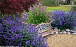 Beyond Midnight Blue Mist Shrub (Caryopteris) - 3 Gallon Pot -Garden Plant Shop caryopteris beyond midnight blue mist shrub 7
