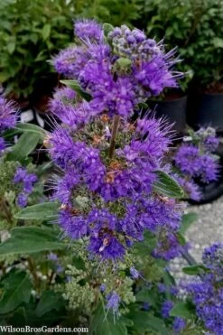 Beyond Midnight Blue Mist Shrub (Caryopteris) - 3 Gallon Pot -Garden Plant Shop caryopteris beyond midnight blue mist shrub 9