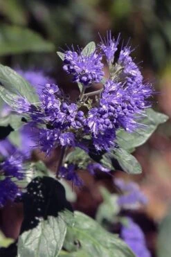 Dark Knight Blue Mist Shrub (Caryopteris) - 1 Gallon Pot -Garden Plant Shop caryopteris clandonensis dark knight blue mist shrub 1