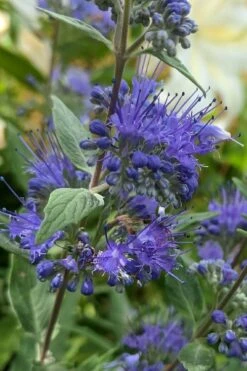 Dark Knight Blue Mist Shrub (Caryopteris) - 3 Gallon Pot -Garden Plant Shop caryopteris clandonensis dark knight blue mist shrub 3 1