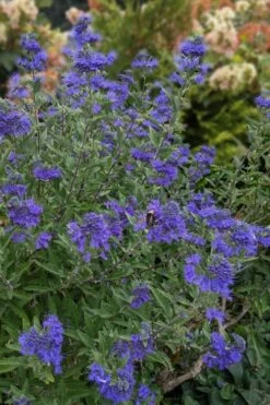Dark Knight Blue Mist Shrub (Caryopteris) - 1 Gallon Pot -Garden Plant Shop caryopteris clandonensis dark knight blue mist shrub 6