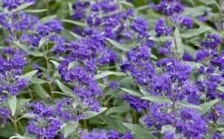 Dark Knight Blue Mist Shrub (Caryopteris) - 1 Gallon Pot -Garden Plant Shop caryopteris clandonensis dark knight blue mist shrub 7