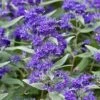 Dark Knight Blue Mist Shrub (Caryopteris) - 3 Gallon Pot