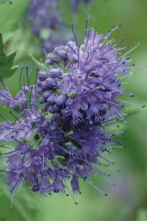 Longwood Blue Blue Mist Shrub (Caryopteris) - 1 Gallon Pot 1 Longwood Blue Blue Mist Shrub (Caryopteris) - 1 Gallon Pot