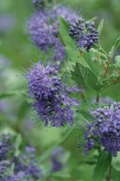 Longwood Blue Blue Mist Shrub (Caryopteris) - 3 Gallon Pot 9 Longwood Blue Blue Mist Shrub (Caryopteris) - 3 Gallon Pot -Garden Plant Shop caryopteris clandonensis longwood blue blue mist shrub 3 1
