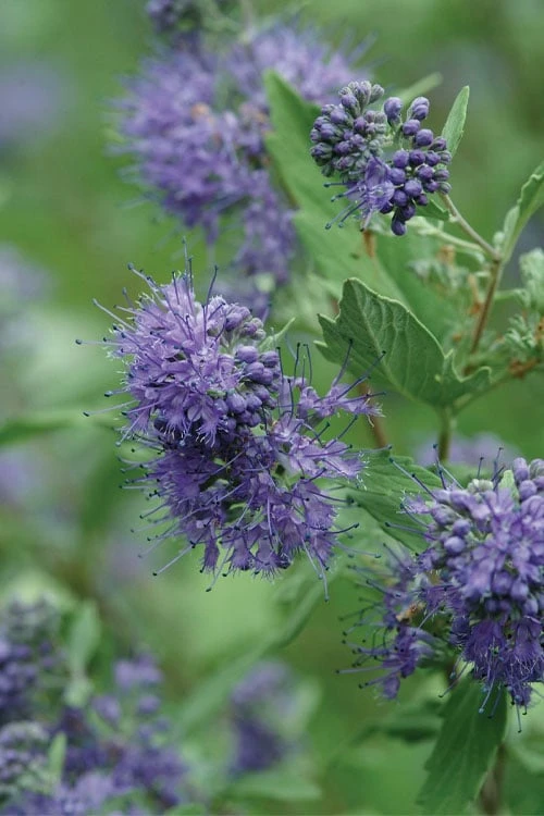 Longwood Blue Blue Mist Shrub (Caryopteris) - 1 Gallon Pot 5 Longwood Blue Blue Mist Shrub (Caryopteris) - 1 Gallon Pot - Image 5