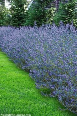 Longwood Blue Blue Mist Shrub (Caryopteris) - 1 Gallon Pot 8 Longwood Blue Blue Mist Shrub (Caryopteris) - 1 Gallon Pot -Garden Plant Shop caryopteris clandonensis longwood blue blue mist shrub 5