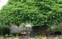 Southern Catalpa Tree - 3 Gallon Pot -Garden Plant Shop catalpa bignonioides catawba tree 3