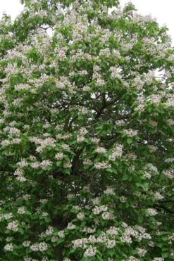 Southern Catalpa Tree - 3 Gallon Pot -Garden Plant Shop catalpa bignonioides catawba tree 4