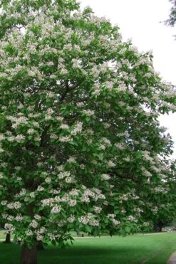 Southern Catalpa Tree - 3 Gallon Pot -Garden Plant Shop catalpa bignonioides catawba tree 5