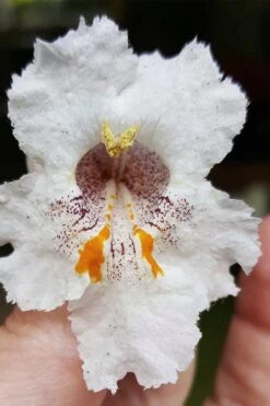 Southern Catalpa Tree - 3 Gallon Pot -Garden Plant Shop catalpa bignonioides catawba tree 7