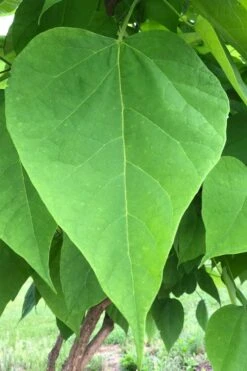 Southern Catalpa Tree - 3 Gallon Pot -Garden Plant Shop catalpa bignonioides southern catawba tree 8