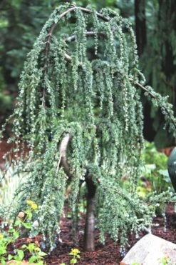 Serpentine Weeping Blue Atlas Cedar - 3 Gallon Pot -Garden Plant Shop ceadr blue atlas serpentine 1 1