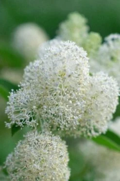 New Jersey Tea Plant (Ceanothus Americanus) - 3 Gallon Pot 23 New Jersey Tea Plant (Ceanothus Americanus) - 3 Gallon Pot -Garden Plant Shop ceanothus americanus new jersey tea plant 12 1