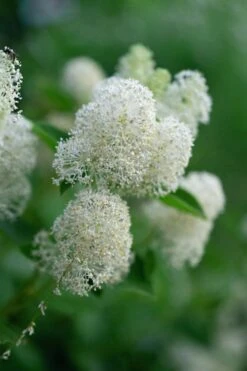 New Jersey Tea Plant (Ceanothus Americanus) - 3 Gallon Pot 18 New Jersey Tea Plant (Ceanothus Americanus) - 3 Gallon Pot -Garden Plant Shop ceanothus americanus new jersey tea plant 13 1