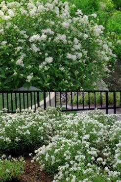 New Jersey Tea Plant (Ceanothus Americanus) - 3 Gallon Pot 16 New Jersey Tea Plant (Ceanothus Americanus) - 3 Gallon Pot -Garden Plant Shop ceanothus americanus new jersey tea plant 14 1