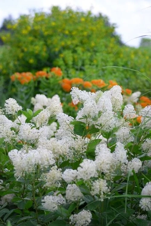 New Jersey Tea Plant (Ceanothus Americanus) - 3 Gallon Pot 6 New Jersey Tea Plant (Ceanothus Americanus) - 3 Gallon Pot - Image 6