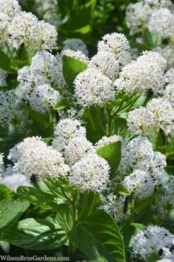 New Jersey Tea Plant (Ceanothus Americanus) - 1 Gallon Pot 15 New Jersey Tea Plant (Ceanothus Americanus) - 1 Gallon Pot -Garden Plant Shop ceanothus americanus new jersey tea plant 18