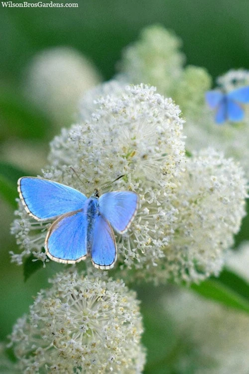 New Jersey Tea Plant (Ceanothus Americanus) - 1 Gallon Pot 1 New Jersey Tea Plant (Ceanothus Americanus) - 1 Gallon Pot