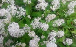 New Jersey Tea Plant (Ceanothus Americanus) - 3 Gallon Pot 20 New Jersey Tea Plant (Ceanothus Americanus) - 3 Gallon Pot -Garden Plant Shop ceanothus americanus new jersey tea plant 7 1
