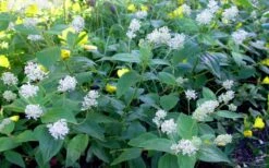 New Jersey Tea Plant (Ceanothus Americanus) - 3 Gallon Pot 19 New Jersey Tea Plant (Ceanothus Americanus) - 3 Gallon Pot -Garden Plant Shop ceanothus americanus new jersey tea plant 9 1