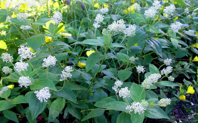 New Jersey Tea Plant (Ceanothus Americanus) - 1 Gallon Pot 8 New Jersey Tea Plant (Ceanothus Americanus) - 1 Gallon Pot - Image 8