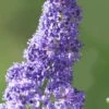 Tuxedo California Lilac (Ceanothus) - 1 Gallon Pot