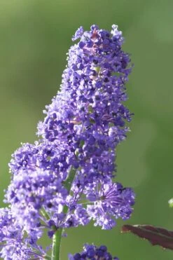 Tuxedo California Lilac (Ceanothus) - 1 Gallon Pot