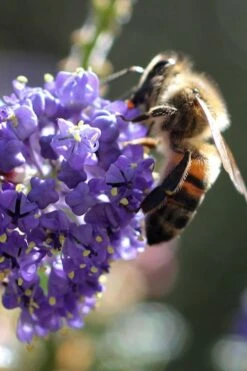Tuxedo California Lilac (Ceanothus) - 1 Gallon Pot -Garden Plant Shop ceanothus tuxedo california lilac 5