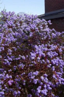 Tuxedo California Lilac (Ceanothus) - 1 Gallon Pot -Garden Plant Shop ceanothus tuxedo california lilac 7