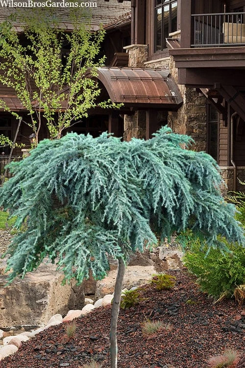 Feelin Blue Deodar Cedar (Single Trunk Tree Form) - 2 Gallon Pot 1 Feelin Blue Deodar Cedar (Single Trunk Tree Form) - 2 Gallon Pot