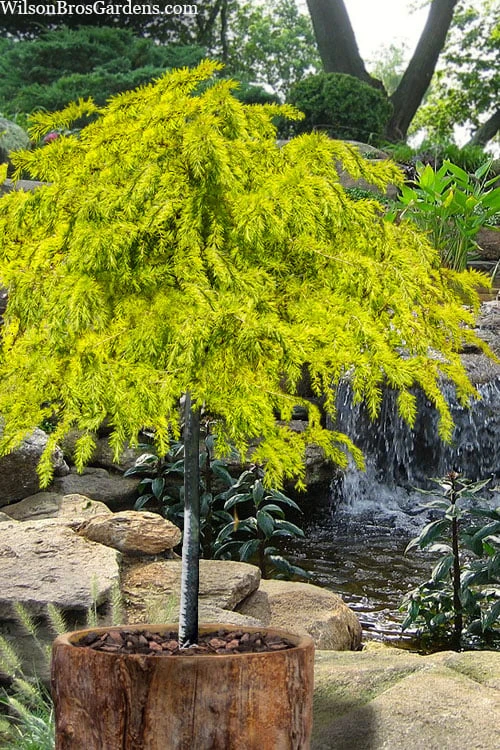 Gold Cascade Deodar Cedar (Single Trunk Topiary Tree)- 7 Gallon Pot 1 Gold Cascade Deodar Cedar (Single Trunk Topiary Tree)- 7 Gallon Pot