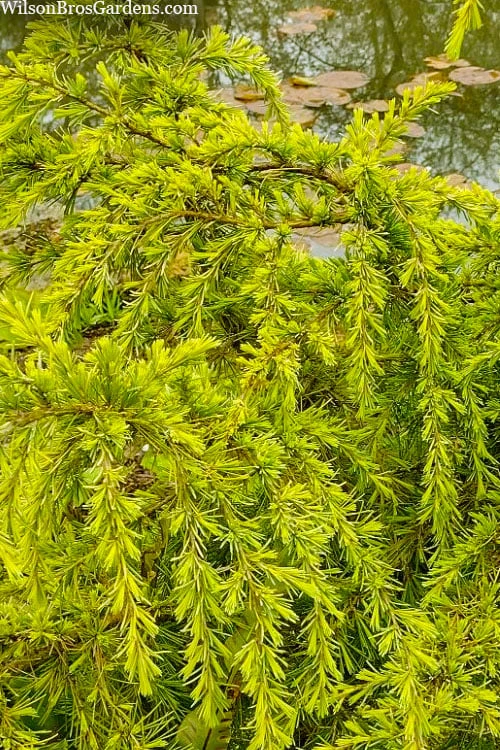 Gold Cascade Deodar Cedar (Single Trunk Topiary Tree)- 7 Gallon Pot 4 Gold Cascade Deodar Cedar (Single Trunk Topiary Tree)- 7 Gallon Pot - Image 4