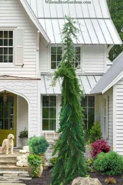 Miles High Weeping Deodar Cedar - 3 Gallon Pot