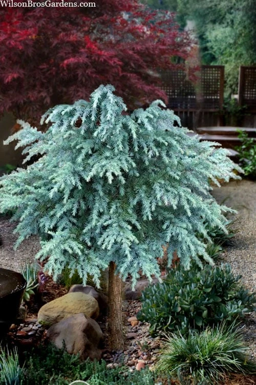 Divinely Blue Deodar Cedar Tree (Single Trunk Topiary) - 5 Gallon Pot 1 Divinely Blue Deodar Cedar Tree (Single Trunk Topiary) - 5 Gallon Pot