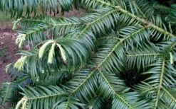 Fortune's Plum Yew Tree (Cephalotaxus Fortunei) - 3 Gallon Pot -Garden Plant Shop cephalotaxus fortunei fortunes plum yew tree 2