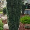 Upright Japanese Plum Yew - Cephalotaxus Harringtonia 'Fastigiata' - 6 Pack Of 1 Gallon Pots