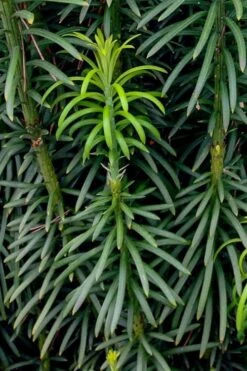 Fastigiata Upright Japanese Plum Yew - 3 Gallon Pot -Garden Plant Shop cephalotaxus harringtonia fastigiata upright japanese plum yew 101 1