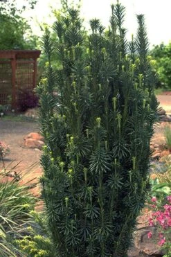 Fastigiata Upright Japanese Plum Yew - 3 Gallon Pot -Garden Plant Shop cephalotaxus harringtonia fastigiata upright japanese plum yew 102 1