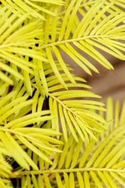 Golden Dragon Plum Yew (Cephalotaxus Harringtonia) - 1 Gallon Pot -Garden Plant Shop cephalotaxus harringtonia golden dragon japanese yew 22