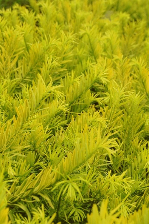 Golden Dragon Plum Yew (Cephalotaxus Harringtonia) - 7 Gallon Pot 4 Golden Dragon Plum Yew (Cephalotaxus Harringtonia) - 7 Gallon Pot - Image 4